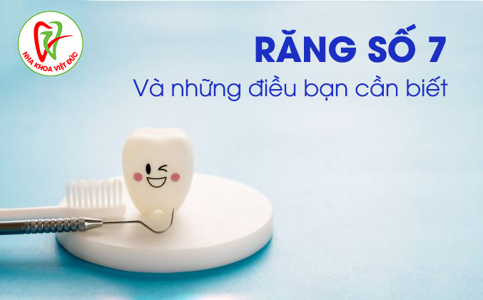 Răng số 7 là răng gì và có vai trò quan trọng hay không?